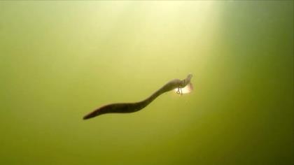 The Berkley Gulp! SR Crawler Offers Trollers an ULTRA LIFELIKE Profile