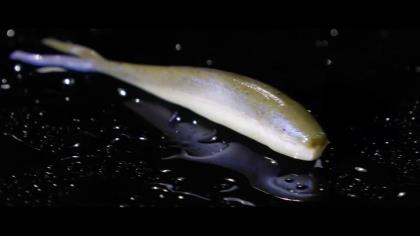 New LIFELIKE COLORS For the WILDLY POPULAR Berkley Gulp! Minnow