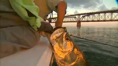 Spectacular Tarpon in Action