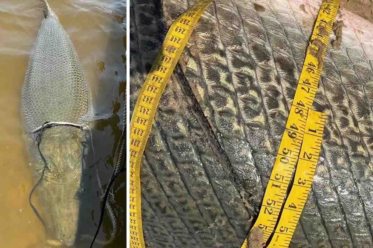 world-record alligator gar