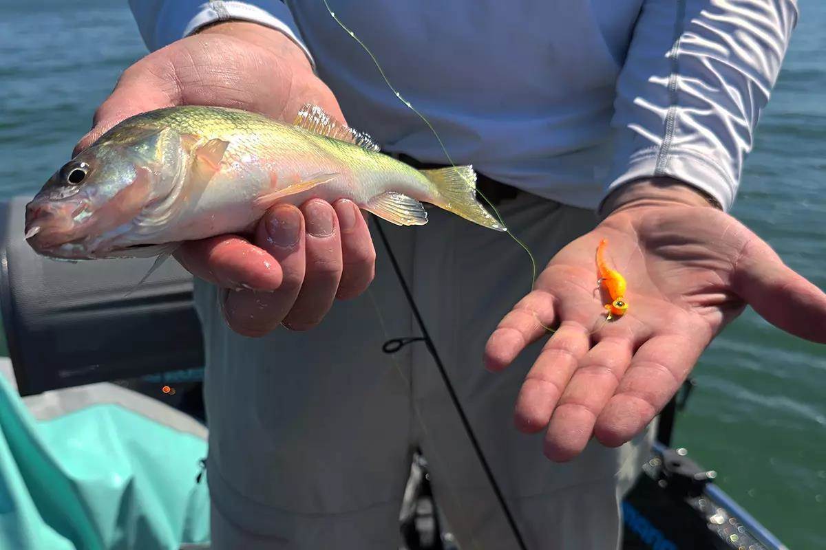 Big yellow perch with a jig