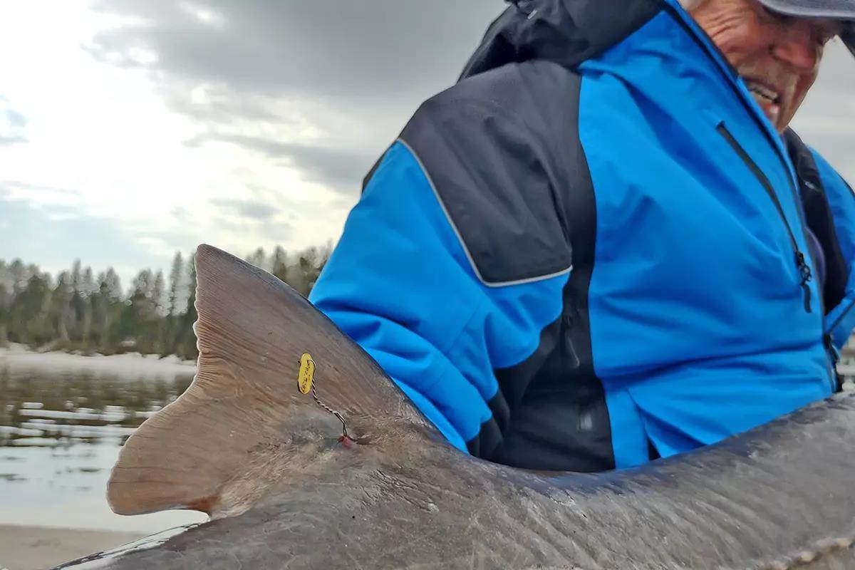 02-lake-sturgeon-tag